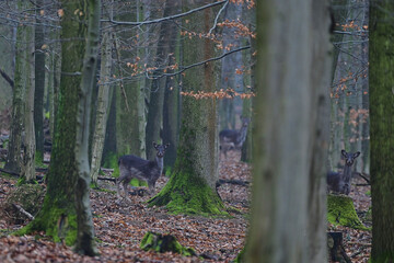 Cute female fallow deer ,,dama dama,, in Carpathian forest, Slovakia 