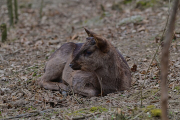 Cute female fallow deer ,,dama dama,, in Carpathian forest, Slovakia 