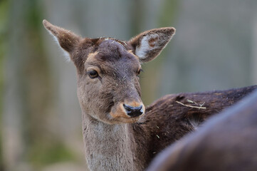 Cute female fallow deer ,,dama dama,, in Carpathian forest, Slovakia 