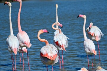greater flamingos in south france
