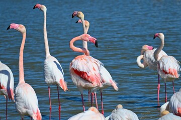 greater flamingos in south france