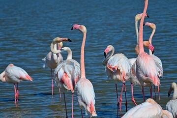 greater flamingos in south france