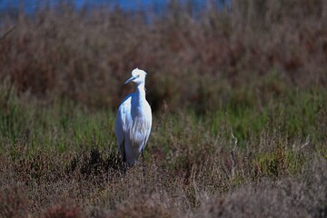 white heron in a pond in south france