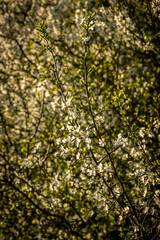 Blossom in the countryside on a sunny spring evening