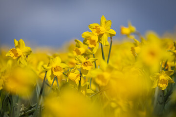 A close up of daffodils in a field in rural Pembrokeshire, on a sunny early spring day
