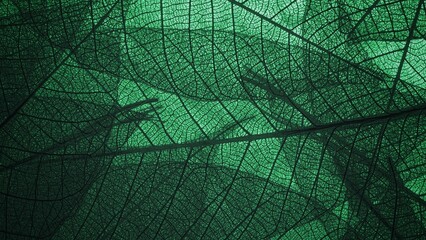 Green leaf texture. Natural green leaves used as background for nature wallpaper or tropical leaf cover.