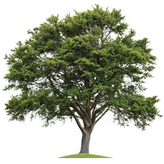 Tree in transparent background PNG