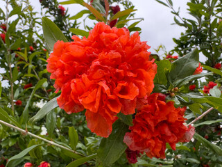 Bright orange flowers bloom abundantly in a vibrant garden during the warm afternoon of spring