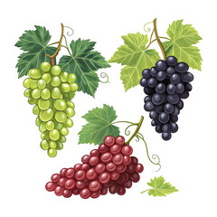 Fototapeta premium Different wine grapes green black red grape vector image