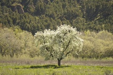 Un árbol que florece con la llegada de la primavera en el campo