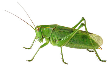 Authentic Representation of Katydid Isolated On Transparent Background