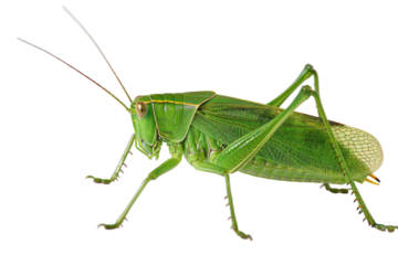 Authentic Representation of Katydid Isolated On Transparent Background