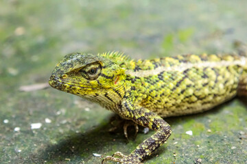 garden chameleon on the ground