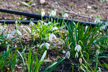 Pure white spring flower. Snowdrop or common snowdrop (Galanthus nivalis) flowers. Snowdrops after the snow has melted. In the garden in spring snowdrops bloom. Natural fresh background
