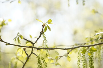 Primeros brotes, hojas entre ramas al llegar la primavera, texturas y fondo creativo