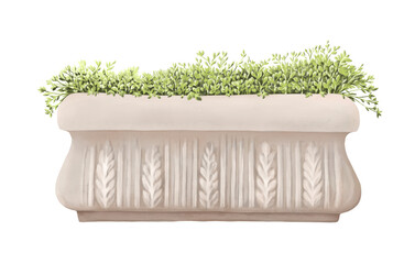 Green plant flowers  in a in antique rectangular beige stone flowerpot. Isolated nature design element for garden.