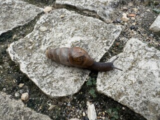 Large brown snail crawling over textured cobblestone pavement in a garden during the afternoon