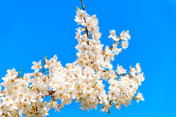 Blooming Cherry Blossom Branch Under Clear Blue Sky