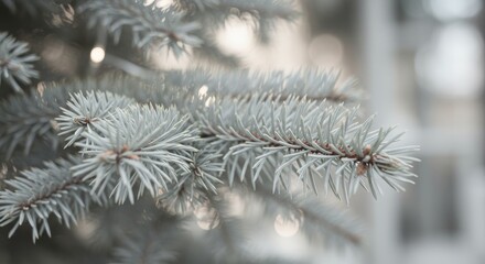 Winter's Silver Embrace: Close-up of a Spruce Branch - Serene winter scene, showcasing delicate spruce branch details. Symbolising peace, tranquility, nature's beauty, winter's magic, and resilience