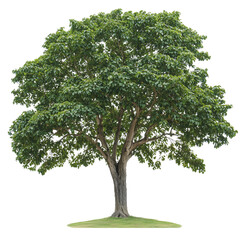 Tree in transparent background PNG