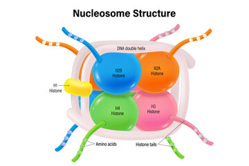 Nucleosome Structure. Structure of Histone protein.  8 histone proteins (H2A, H2B, H3, and H4) core. DNA double helix.