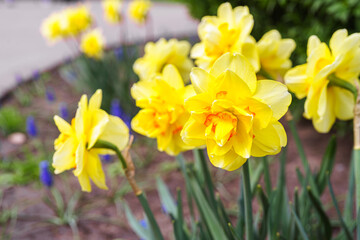 Fototapeta premium Beautiful spring yellow double petals daffodil flower in full bloom close up. Flowerbed of decorative narcissus in spring garden or park background. Plant breeding, flower growing, nature concept