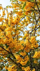 Fototapeta premium Low-lying sea buckthorn bush laden with yellow berries and blossoms, branches, yellow