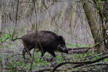 Wild boar ,, sus scrofa,, on amazing danubian wetland forest, Slovakia