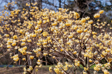 Beautiful yellow paperbush flowers blooming in the spring forest.