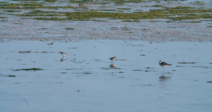 Shore birds wading in Sitra