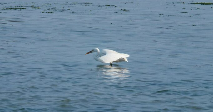 Great white heron feeding in Sitra