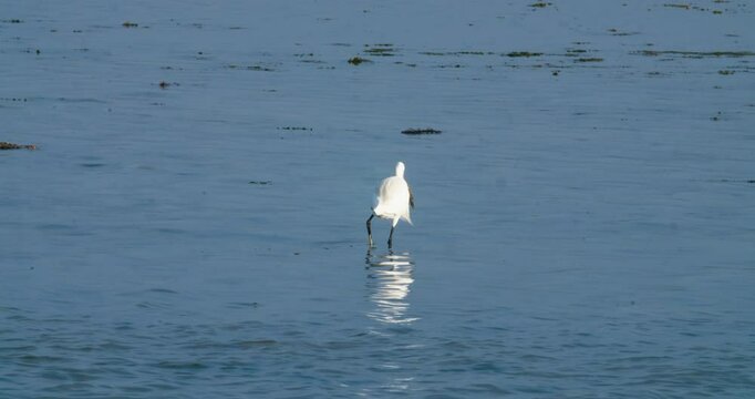 Great white heron eating fish in Sitra