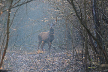 Beautiful red deer stag,, cervus elaphus,, in amazing Carpathian forest, Slovakia