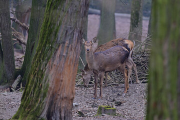 Beautiful red deer hind ,,cervus elaphus,, in Carpathian forest, Slovakia