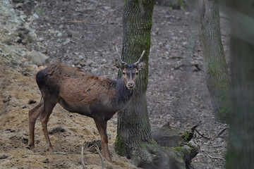 Beautiful red deer stag,, cervus elaphus,, in amazing Carpathian forest, Slovakia