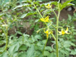 Close up tomato flower still on tree in outdoor garden 