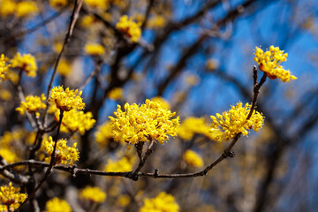 Close-up of yellow Shan zhu yu flowers blooming in early spring.