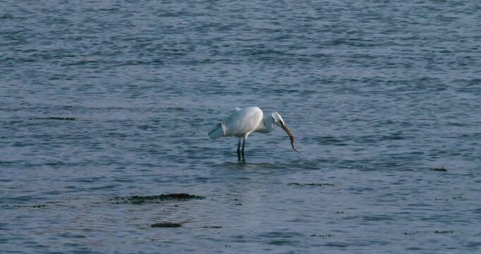 Great white heron eating fish in Sitra