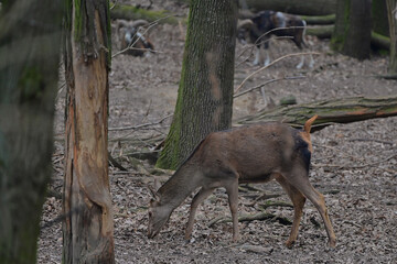 Beautiful red deer hind ,,cervus elaphus,, in Carpathian forest, Slovakia