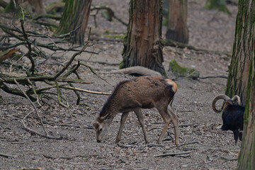 Beautiful red deer hind ,,cervus elaphus,, in Carpathian forest, Slovakia