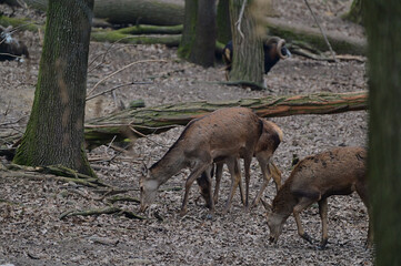 Beautiful red deer hind ,,cervus elaphus,, in Carpathian forest, Slovakia