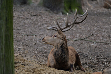 Beautiful red deer stag,, cervus elaphus,, in amazing Carpathian forest, Slovakia