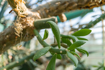 Close-up image of a healthy, vibrant green succulent plant with unique textured leaves