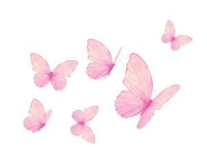 pink butterfly on white background	