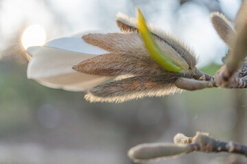 Close-up of white almond blossom, blurred background, intricate petals and stamen, botanical photography for advertising, food branding, cosmetics packaging