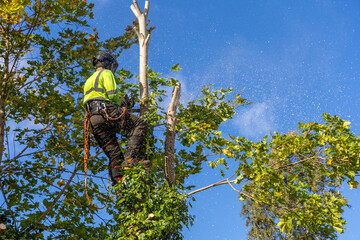 Professional arborist in safety gear climbs a maple tree with yellow autumn leaves, preparing to prune or cut it down.