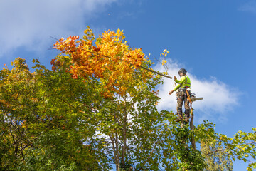 Professional arborist in safety gear climbs a maple tree with yellow autumn leaves, preparing to prune or cut it down.