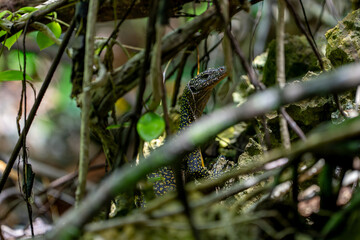 Monitor lizard camouflaged among jungle roots and vines peeks out in tropical forest