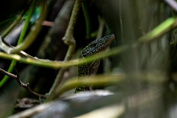 Lizard peeking through the jungle foliage, perfectly hidden among tangled branches