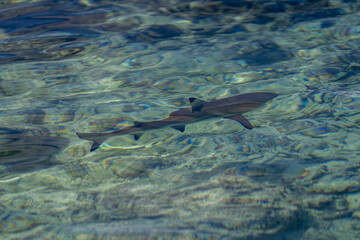 Young reef shark moves gracefully beneath transparent turquoise waves